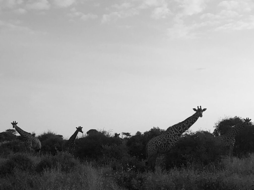 Giraffes Tsavo West National Park Kenya Safari