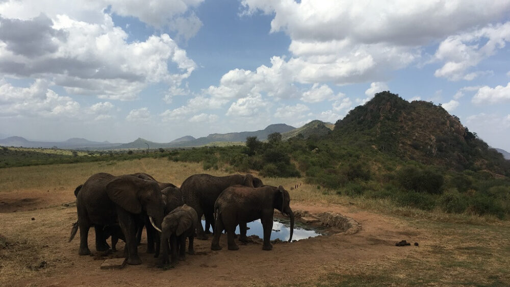 olifanten tsavo natuurreservaat safari Kenia