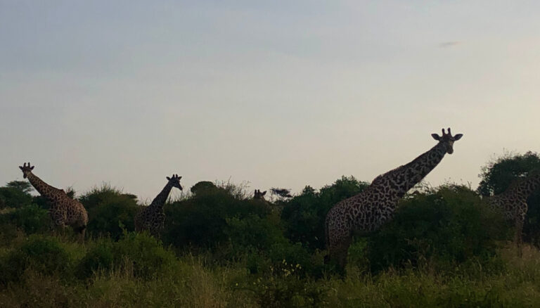 Giraffes op safari in Tsavo National Park Kenia