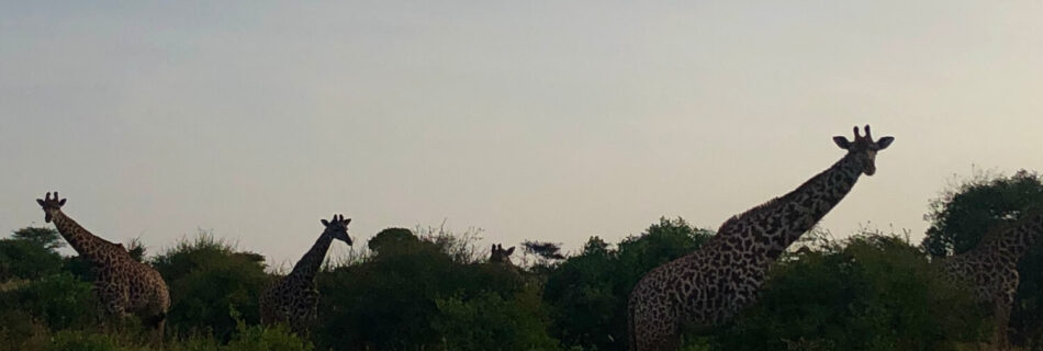 Giraffes op safari in Tsavo National Park Kenia