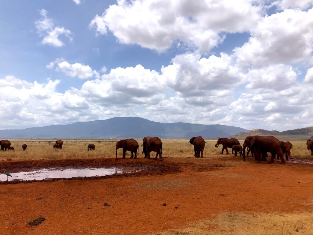 Olifanten op safari in Tsavo National Park Kenia